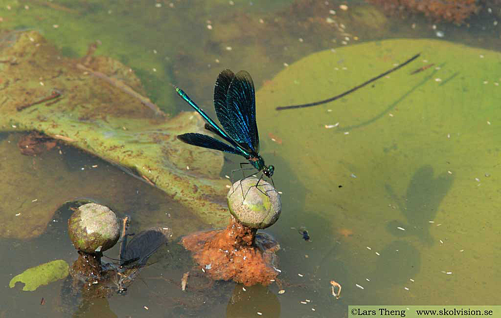 Blå jungfruslända, Calopteryx virgo